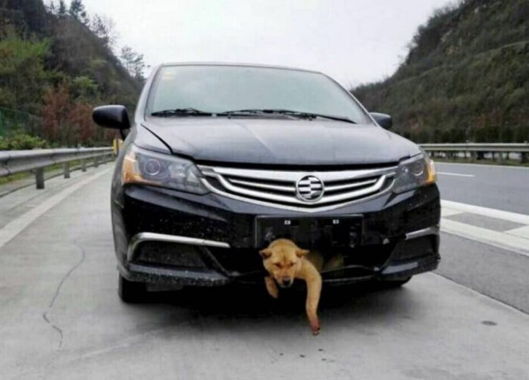 Собаке нужна помощь