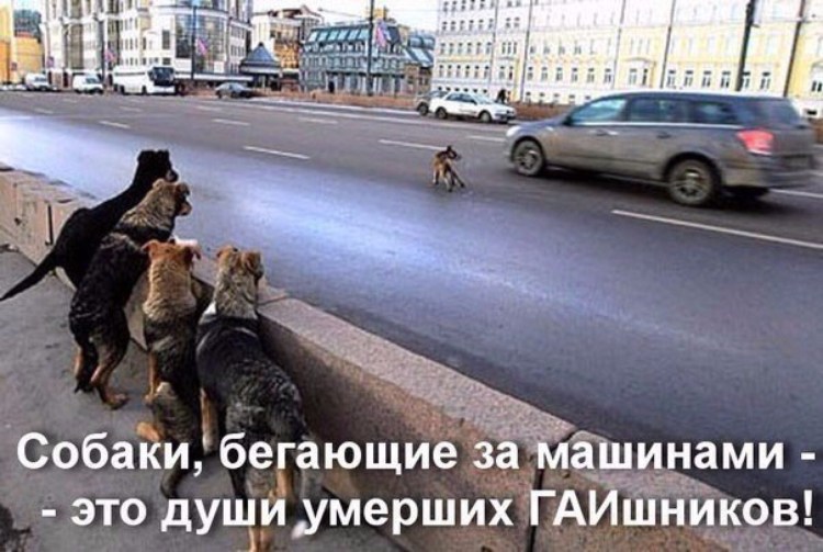 Найдена собака Электроугли 08.2022