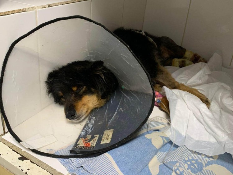 Служба спасения собак Воронеж номер