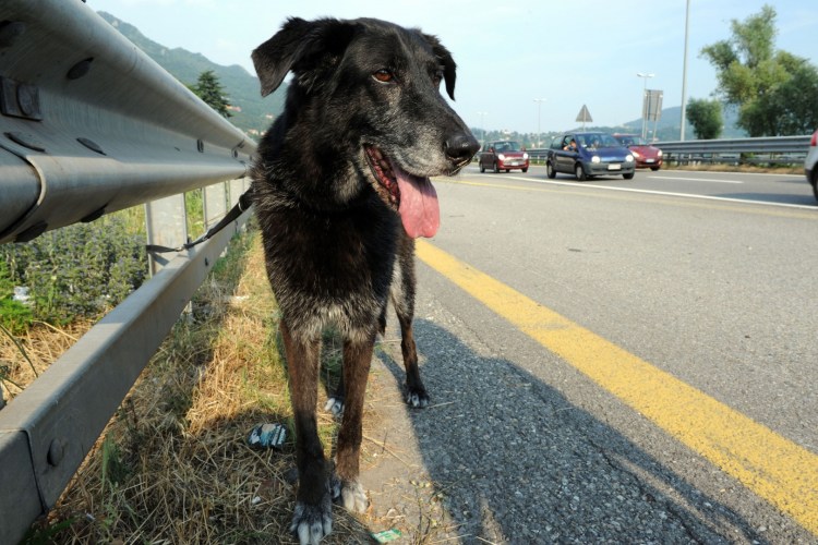 Собака выбегает на дорогу