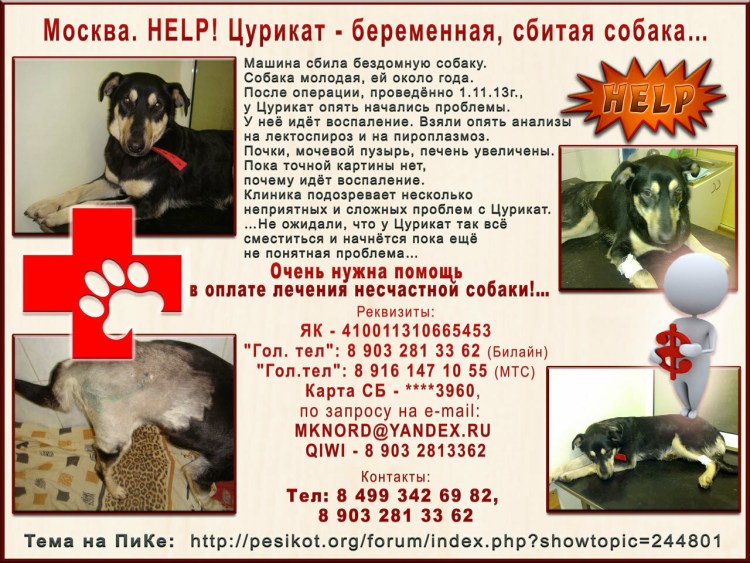 Переехал собаку машиной