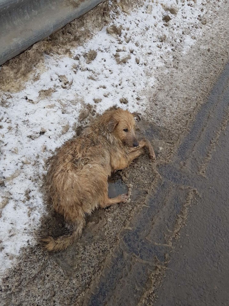 Собака на пешеходном переходе