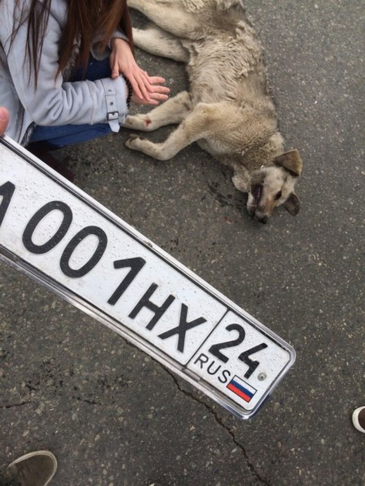 Звери переходят дорогу