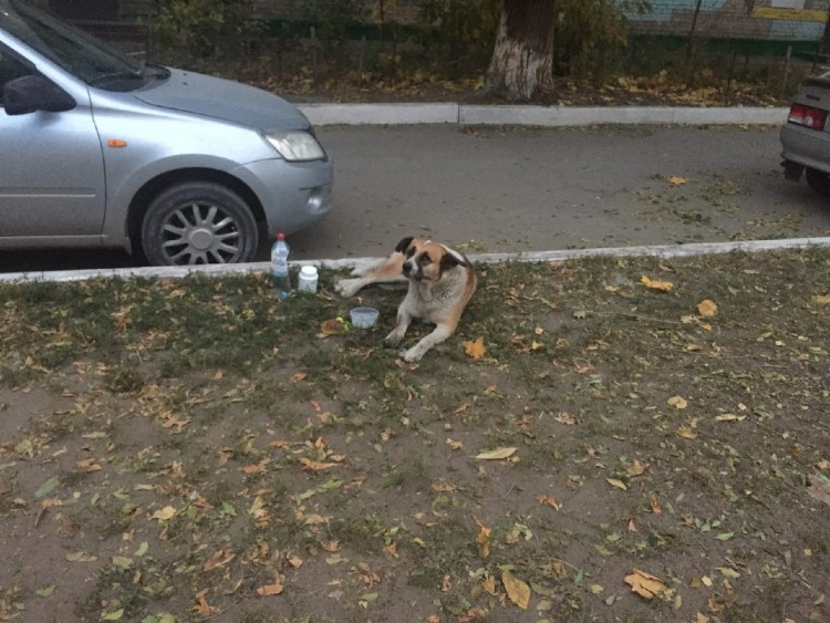 Потеряшки собаки