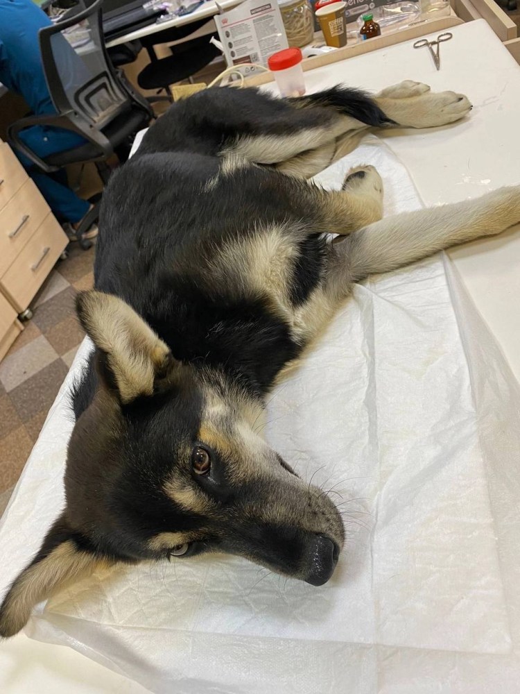 Собаки прилипли друг к другу