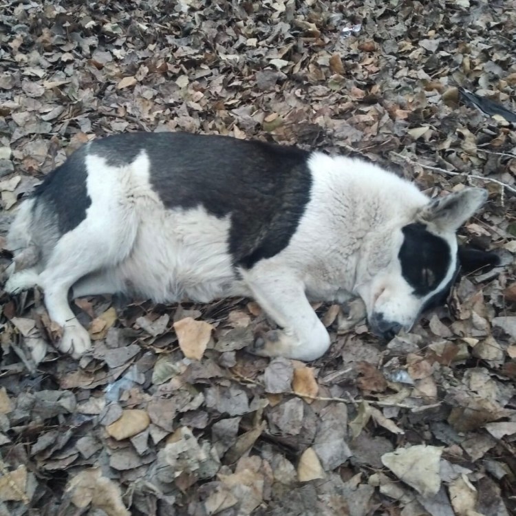 Машина волк