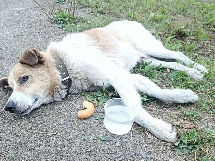 Собака которую сбила машина