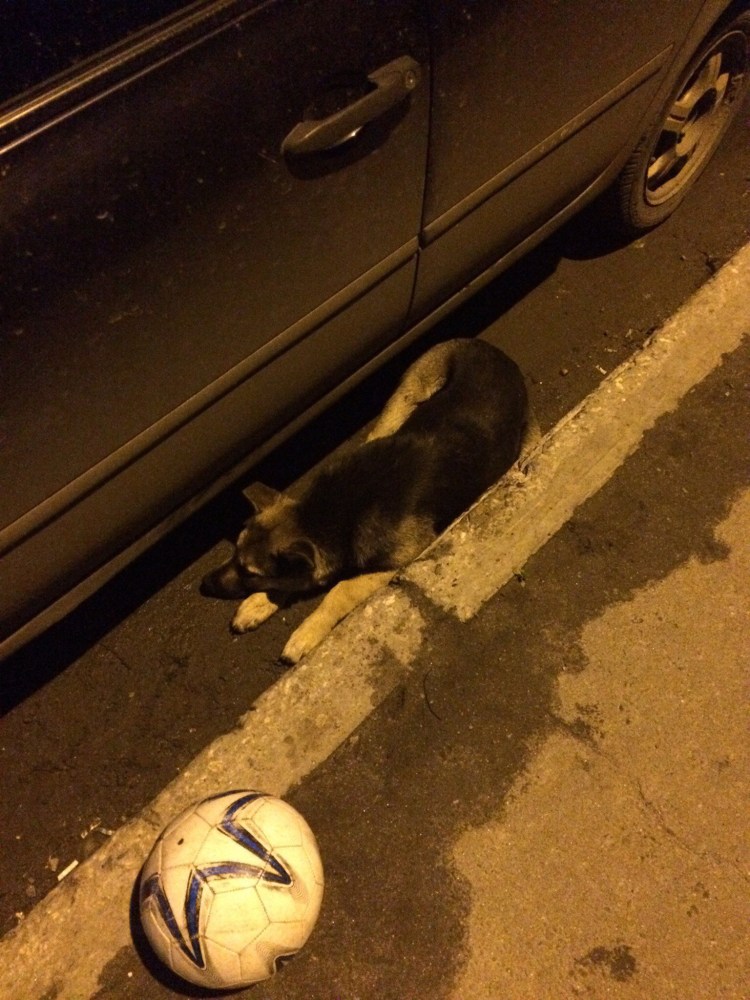 Переехал собаку машиной