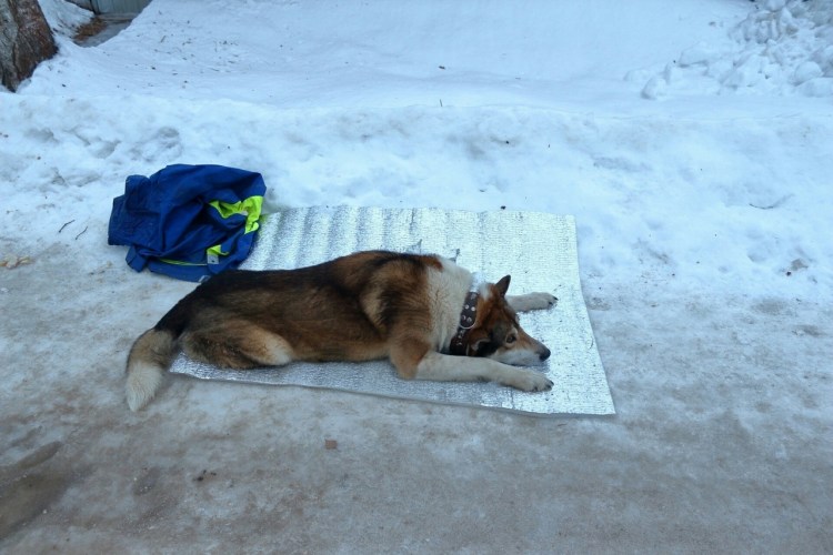 Брошенная собака осталась с палочкой