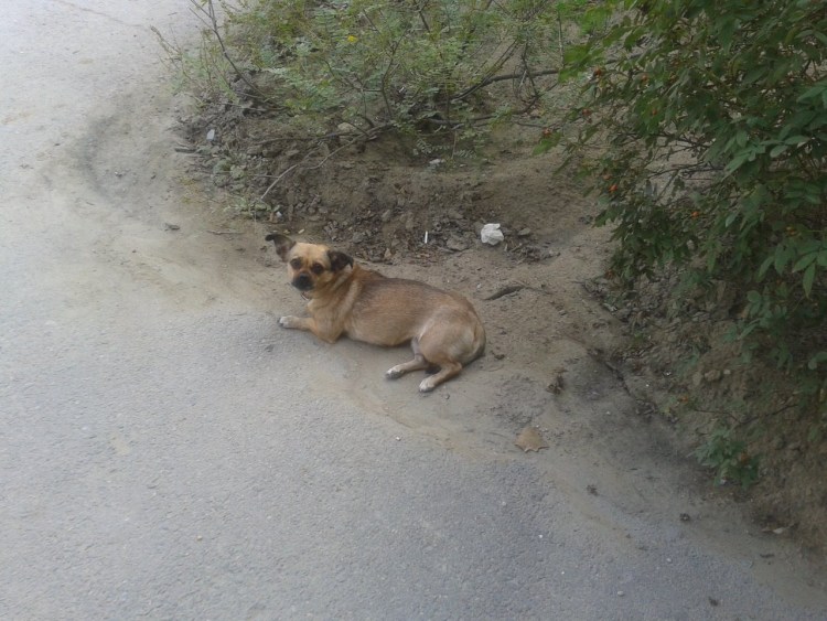 Собака застряла в бампере