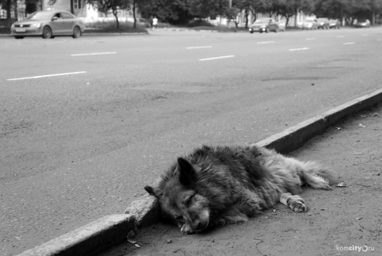 Собака на Южном шоссе Тольятти