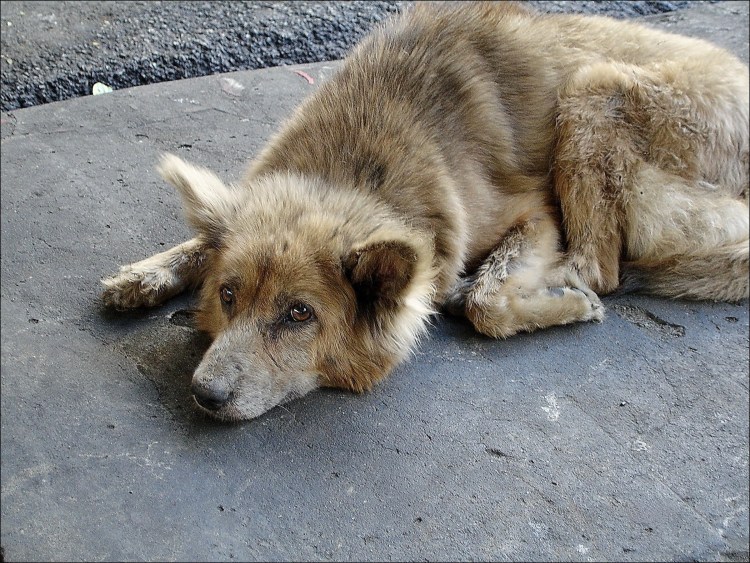 Ребенок выбежал на дорогу