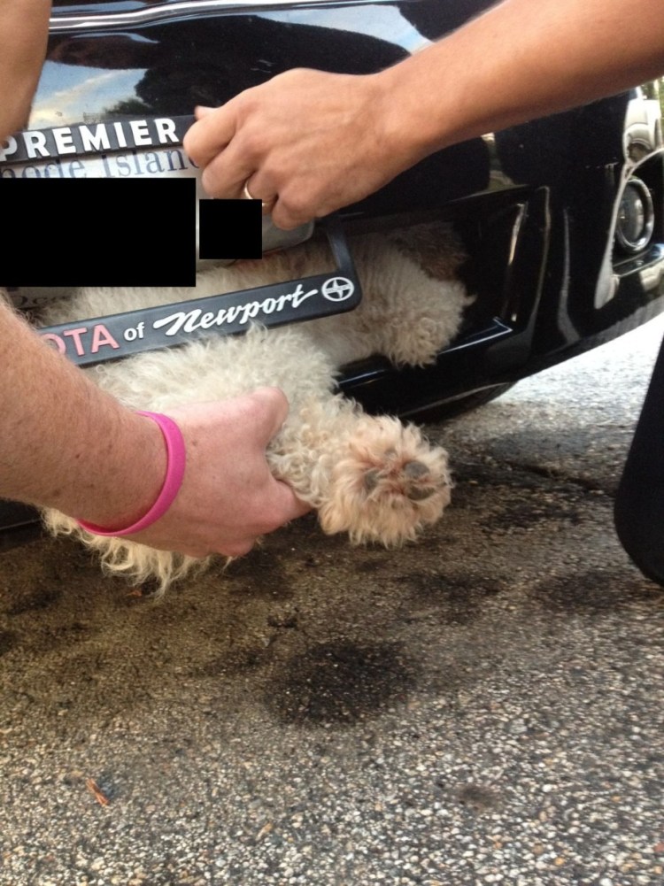 Лис и автомобиль