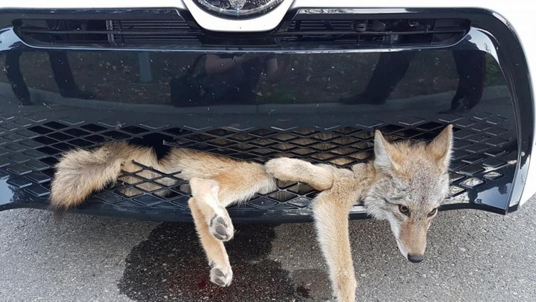 Ближайшая ветеринарка