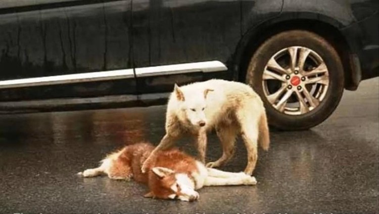 Собака Найда Комсомольск на Амуре