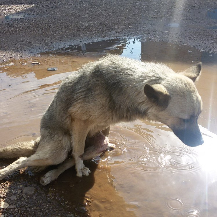 Маленькую рыжую собаку задавили