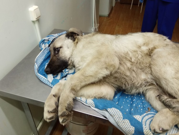 Собака застряла в бампере