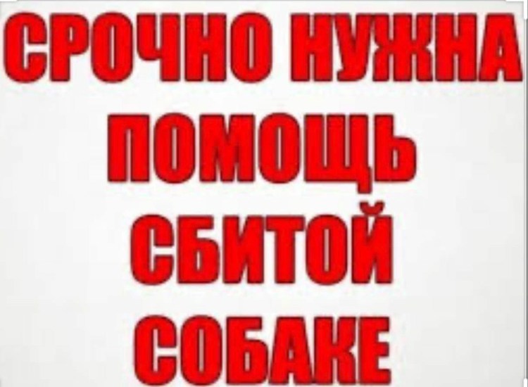 Собаки Красноярск