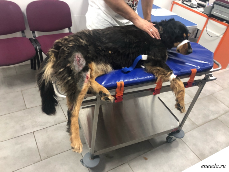 Собака сбитая автомобилем