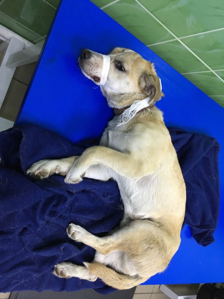 Собака перебегает дорогу