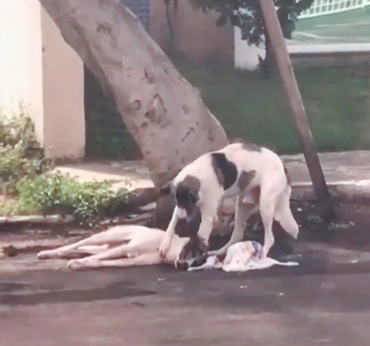 Сбитая собака под Котельниково