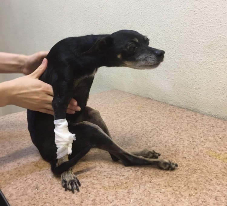 Пироплазмоз собак памятки