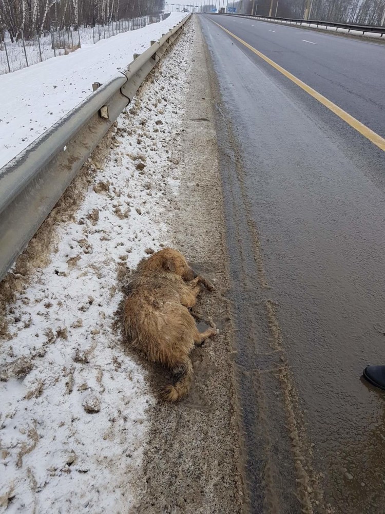 Сос нужна помощь собаке сбитой