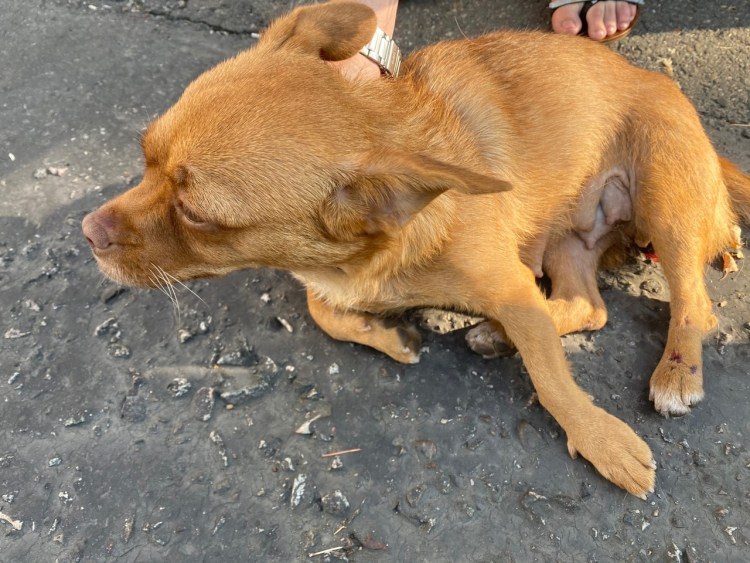 Собака которую сбила машина