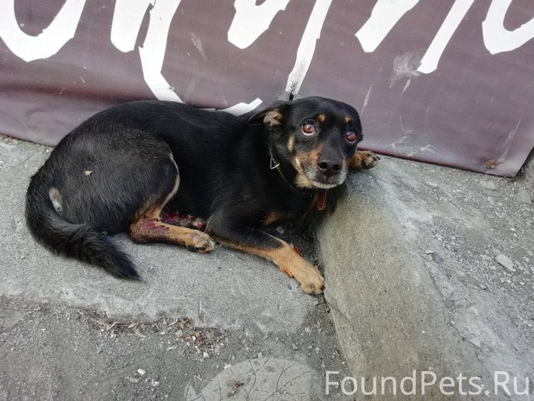 Сколько живут собаки