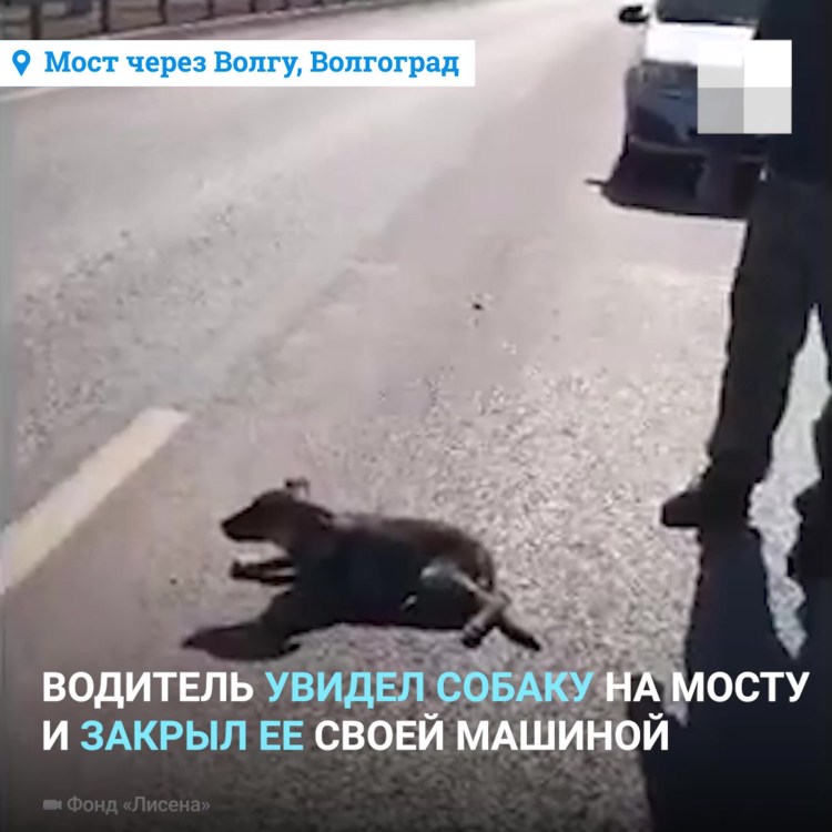 Памятник собаке найде в Комсомольске-на-Амуре