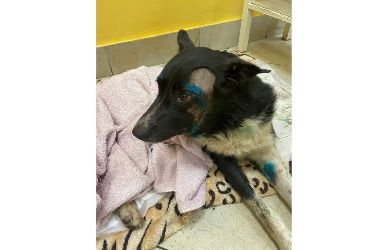 Жорик собака