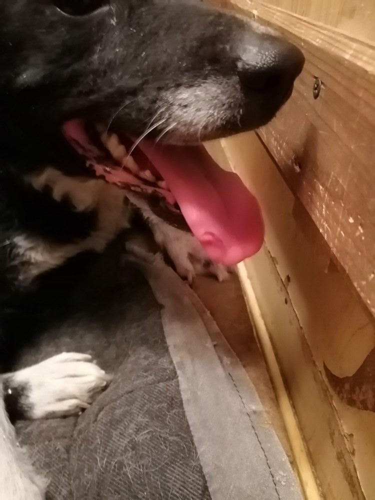 Грязная бездомная собака