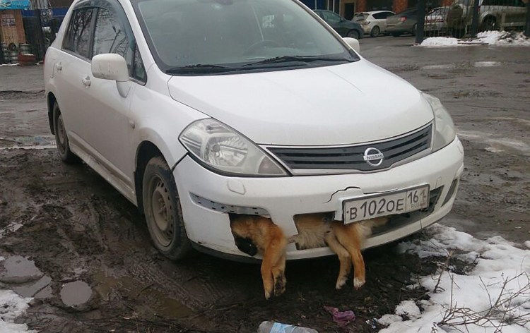 Собака врезалась в машину