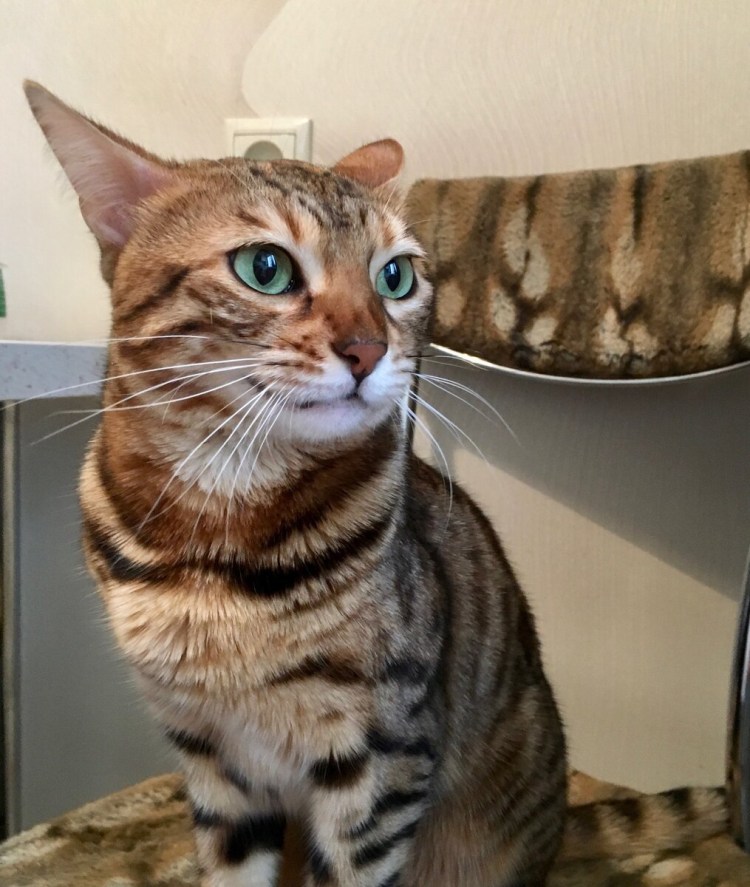 Кошка шпротина