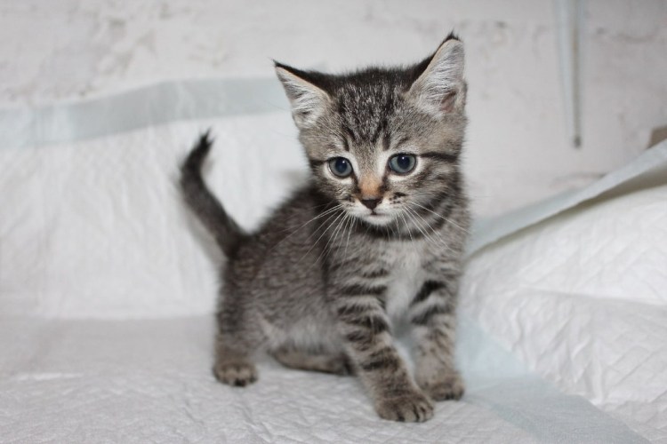 Дворовые кошки расцветки пушистые