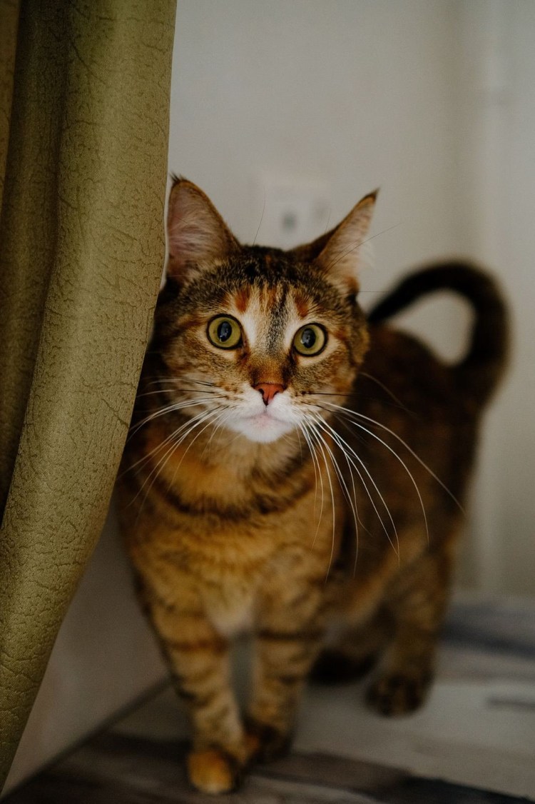 Кот шпротного окраса