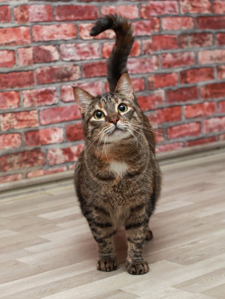 Уличные кошки породы