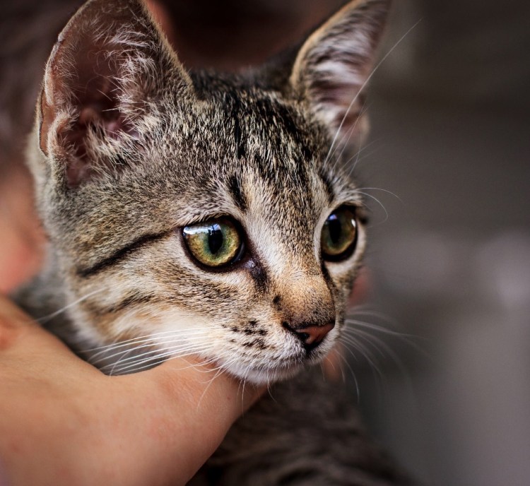 Шпротный кот