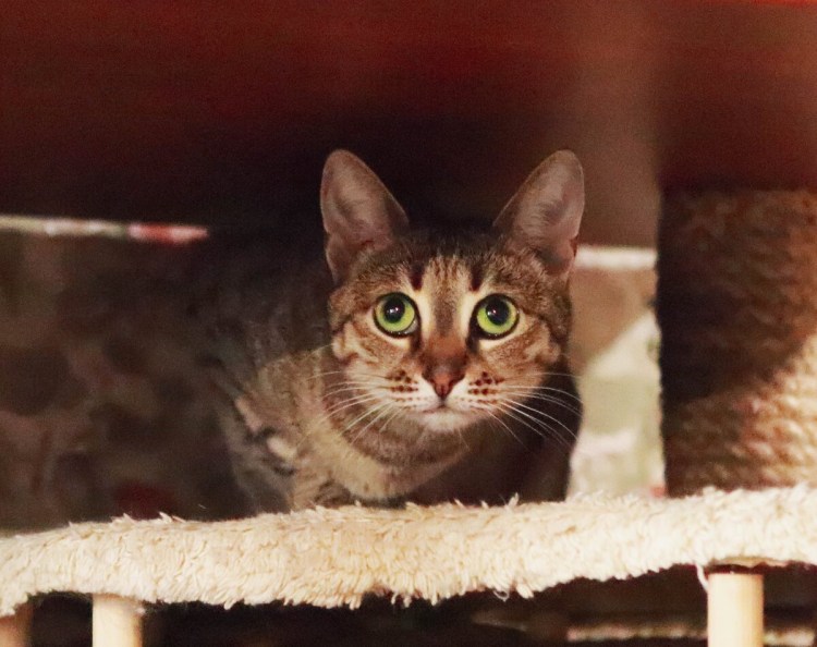 Кот шпротного окраса