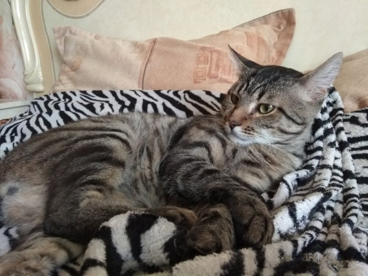 Кошка подросток