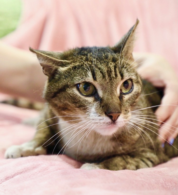 Кошка порода шпрот