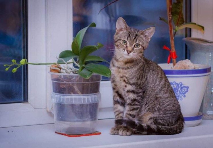 Кошка Шпротная маленькая