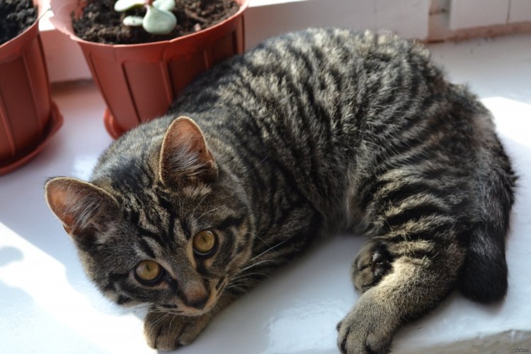 Шпротный окрас у кошек