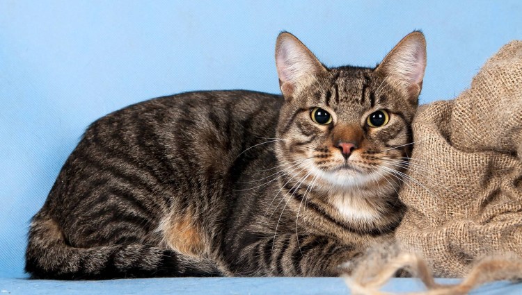 Шпротный кот