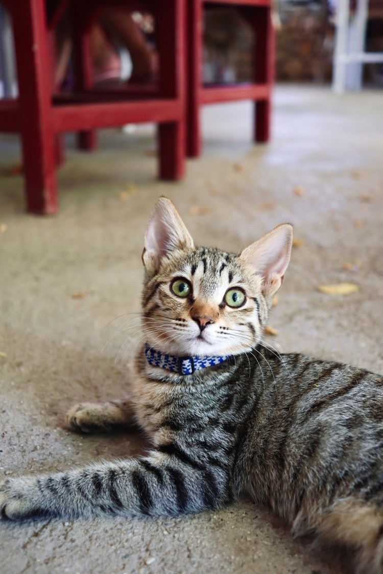 Подростковый Возраст у кошек