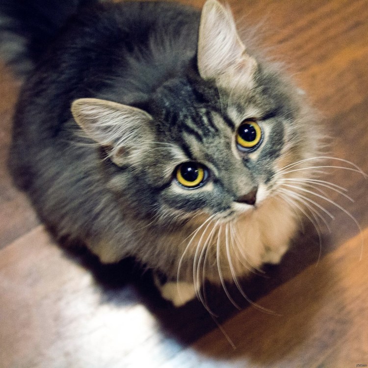 Смешные шпроты