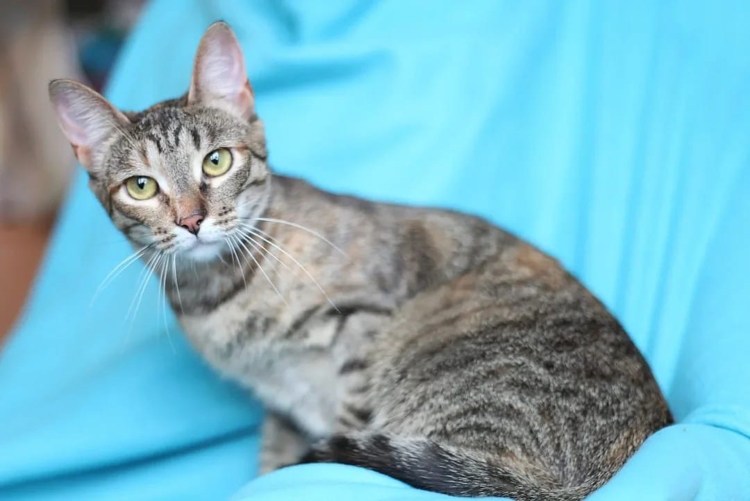 Шпротный окрас у кошек