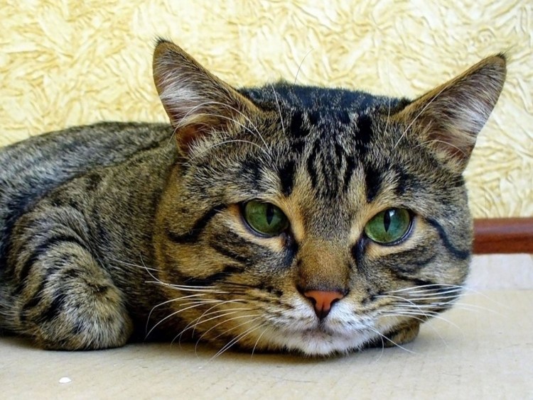 Окрас шпротик у кошек