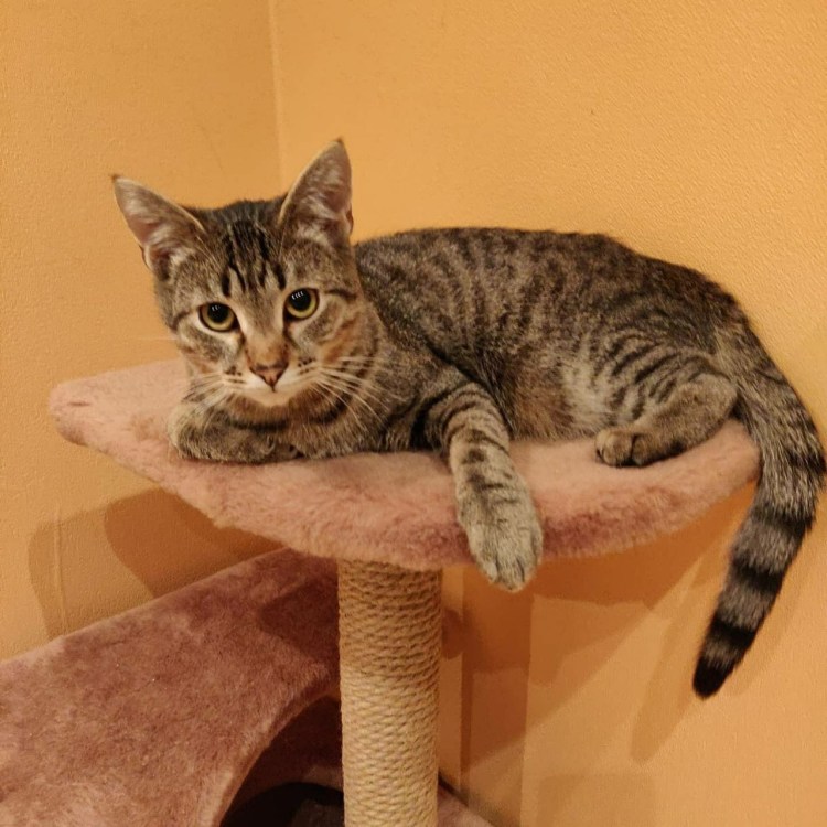 Лихуа порода кошек