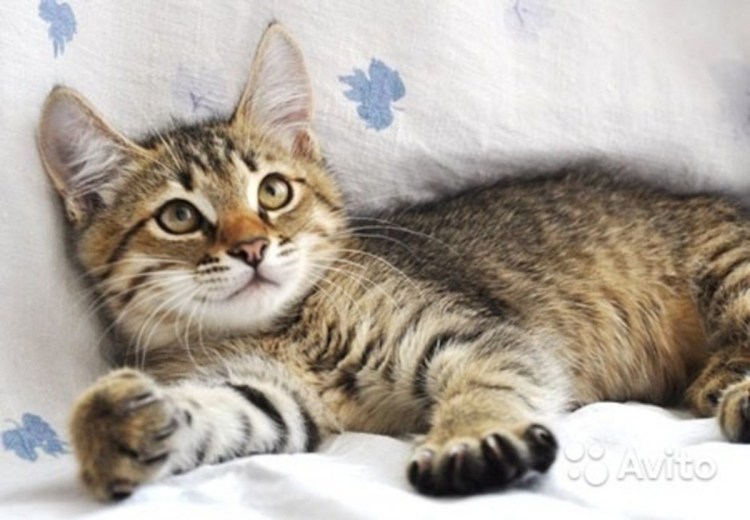 Шпротный кот дворовый